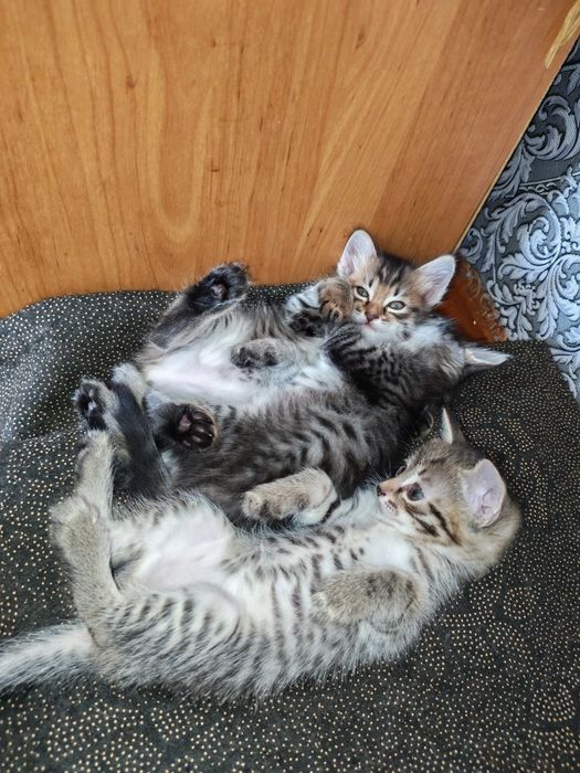 Отдам котят бесплатно