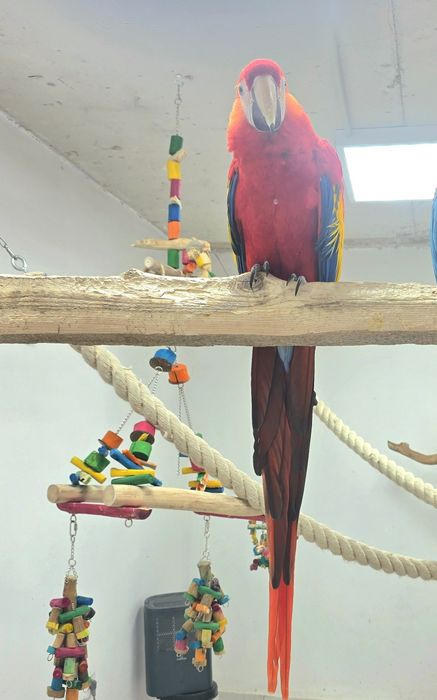 Папагал Скарлет Ара