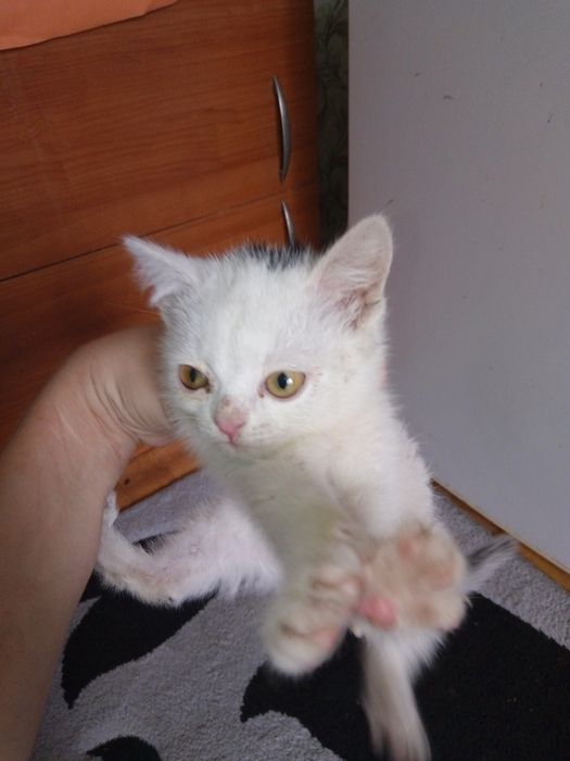 Котенок британец.