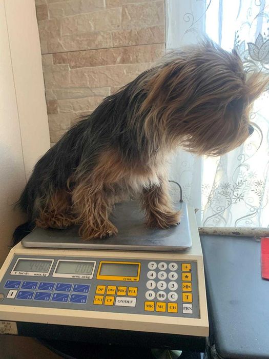 продавам мъжки йоркшир териери