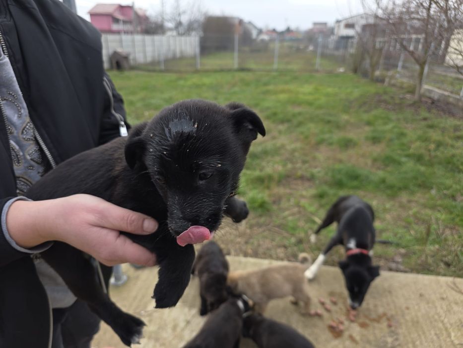 Donez pui rasa comuna metis