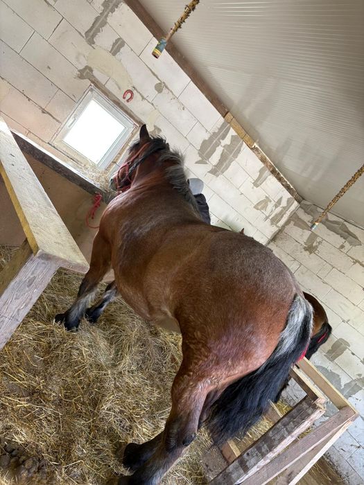 Vând iapa sau schimb cu manza ardeneza