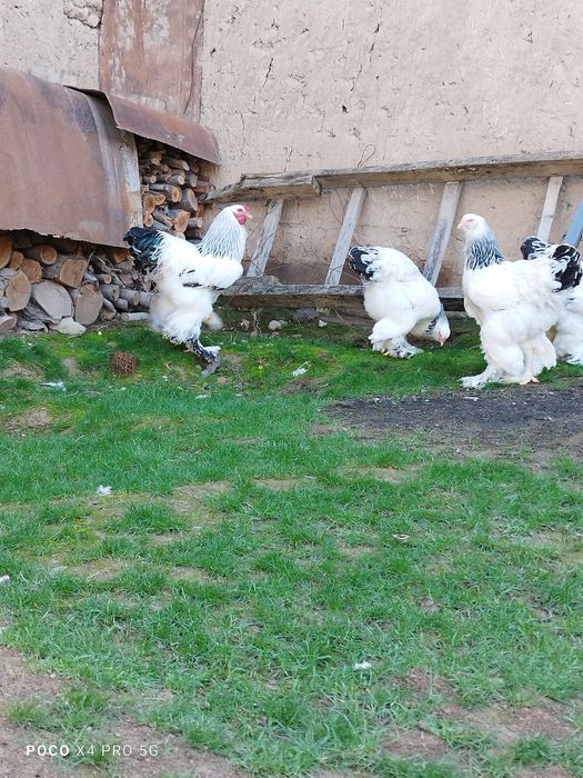 Светлый Брама тухумлари.