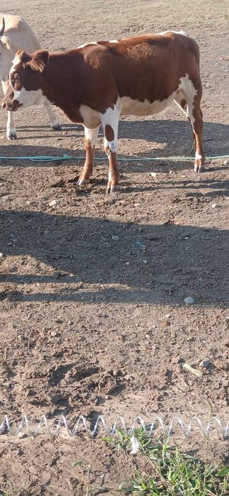 Vand sau schimb vitica la 200 kg cu manz sau manza peste un an