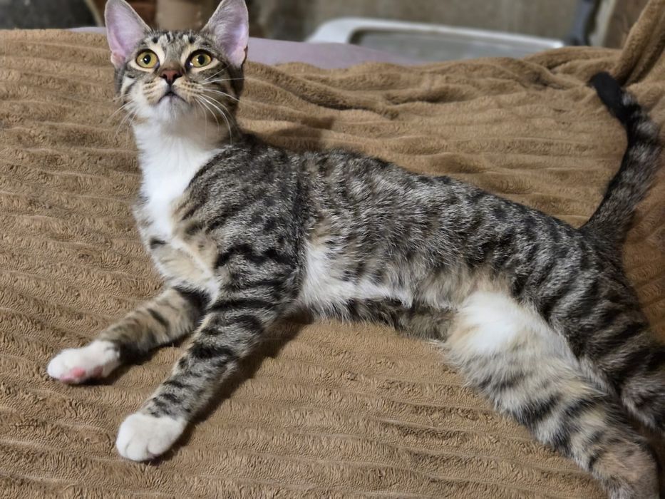 Котята-подростки в добрые руки