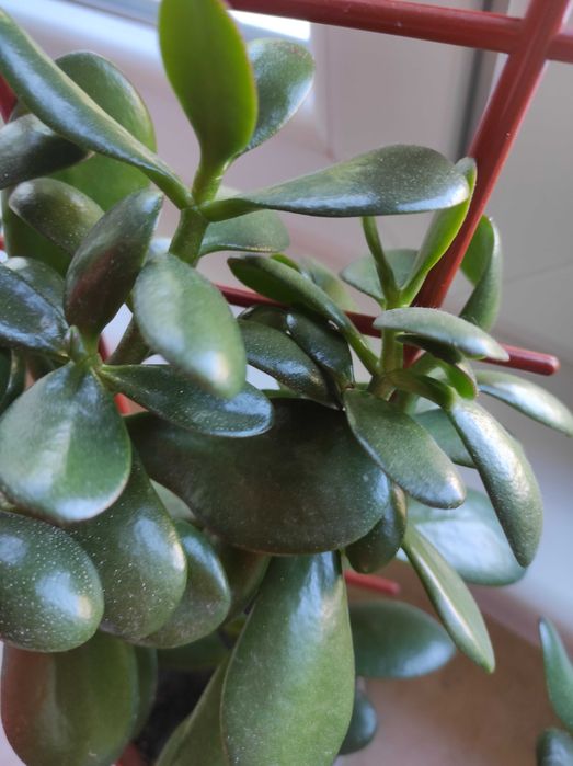 Красула, дървото на живота,различни по възраст,размерикрасиви растения