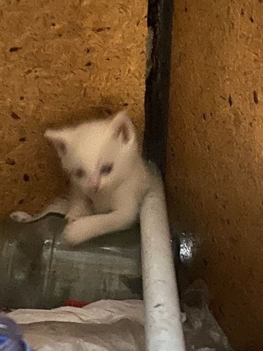 Котята в хорошие руки