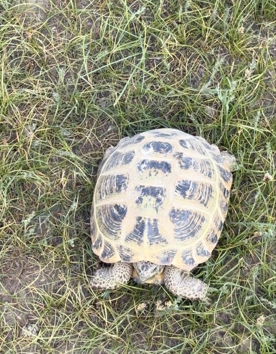 Продам черепашку