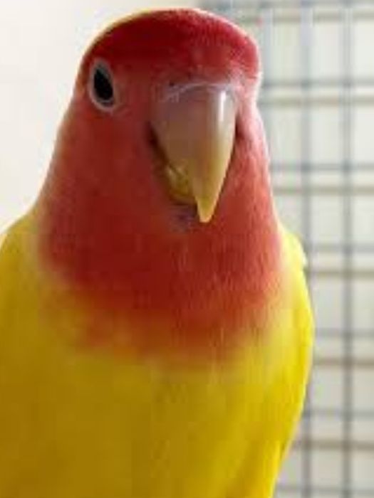 Попугаи неразлучники, молодые