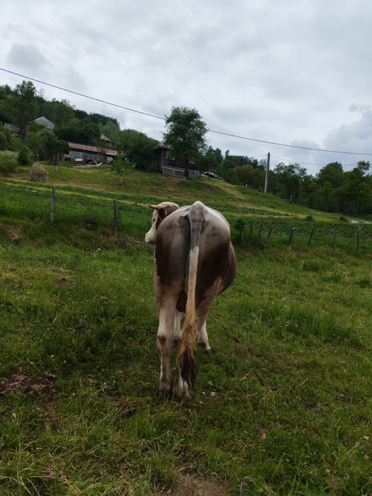Taur de vinzare virată 2 ani