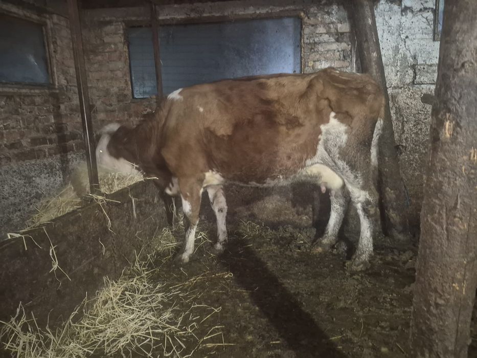 Vând vacă Bălțata Românească