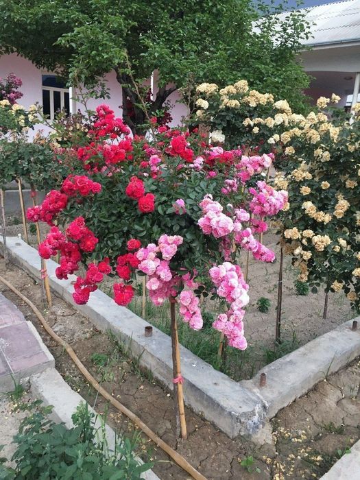 Shtamp atirguli shoxona atirgul