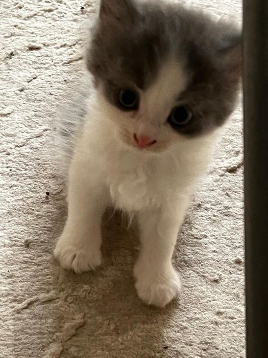 Отдам 5 котят 3 девочки 2 мальчика