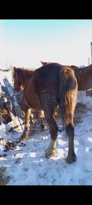 Продам жиребых кабыл