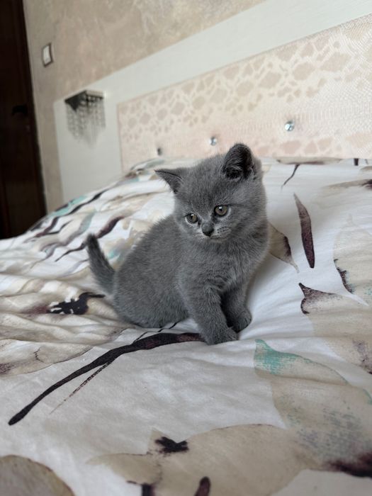 Чистоктъвни британски сиви котенца