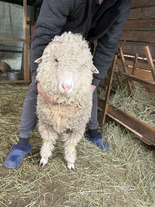 Vând mieluțe țurcane băle