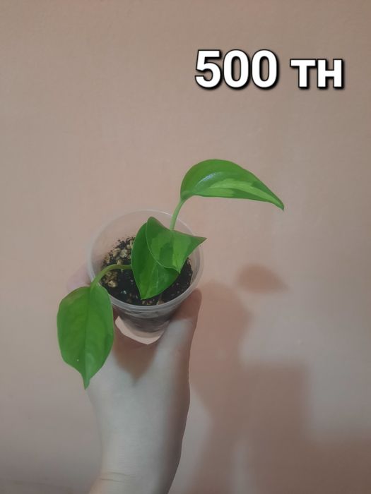 Продам комнатные цветы