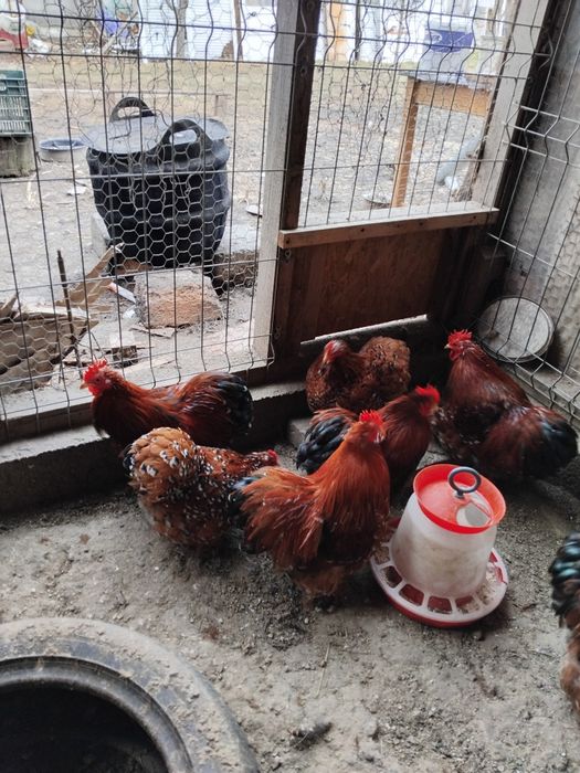 Cochinchina porțelan