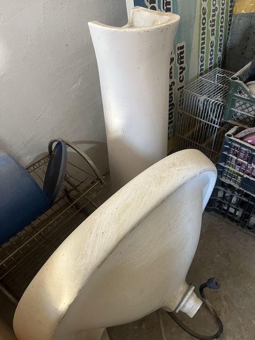 Раковина тюльпан