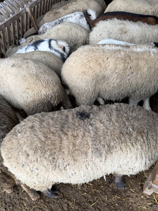 Vand 60 de oi merinso gestante