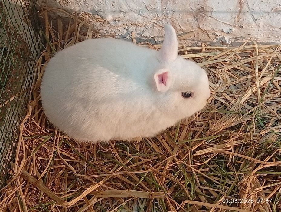 Карликовый куёнла доставка билан