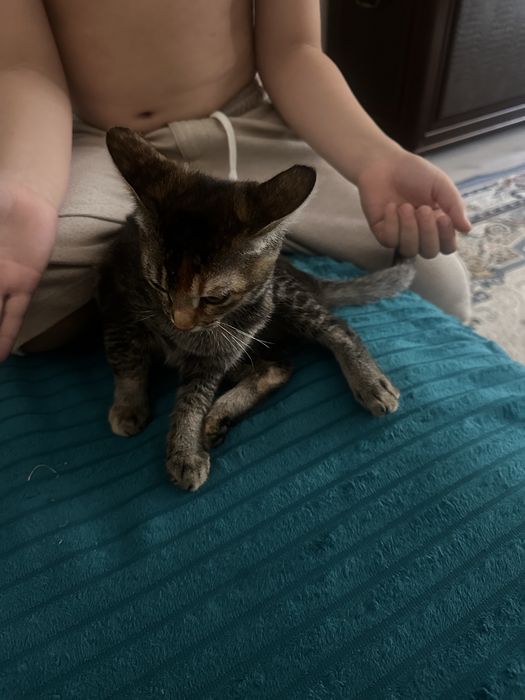 Отдам котенка в добрые руки