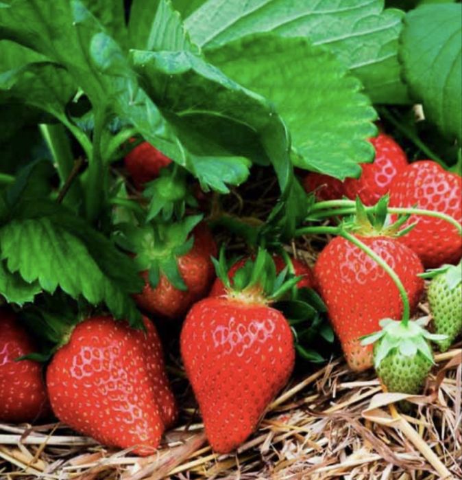 Рассада клубники