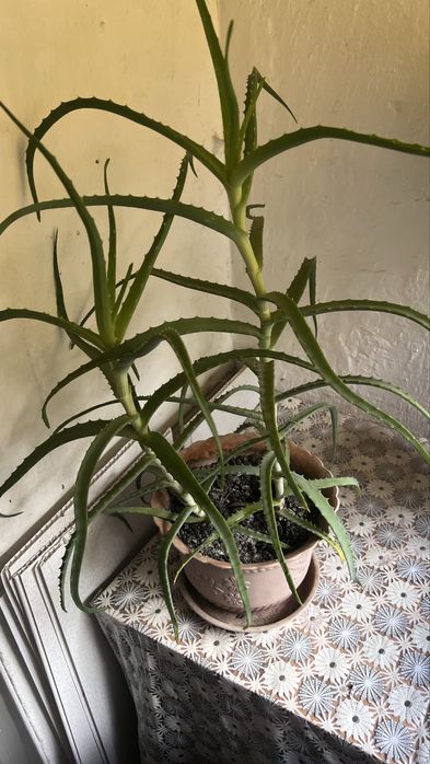 Алое продам. Комнатное