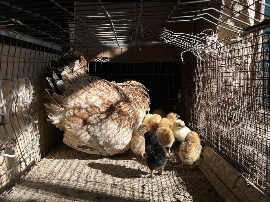 Продам курицу  с цыплятами