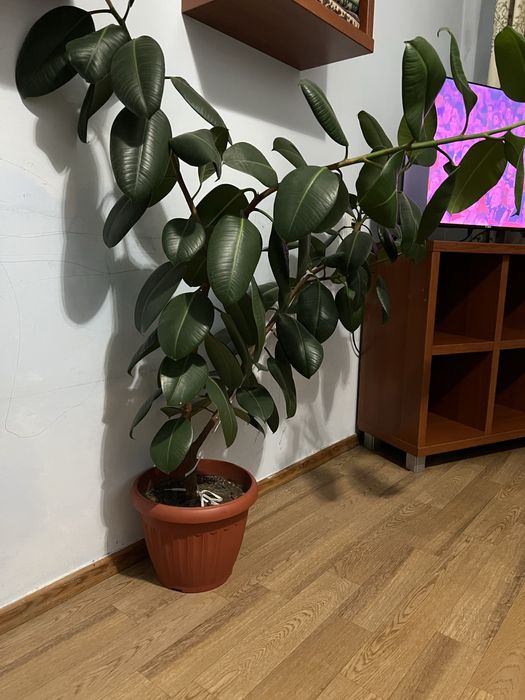Продам фикус восемь лет
