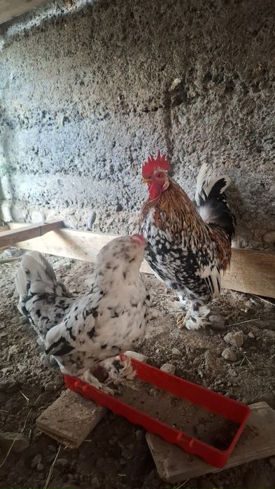 Карликовый алтайский бентамка