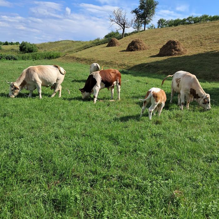 Vand bovine in jud Bacau
