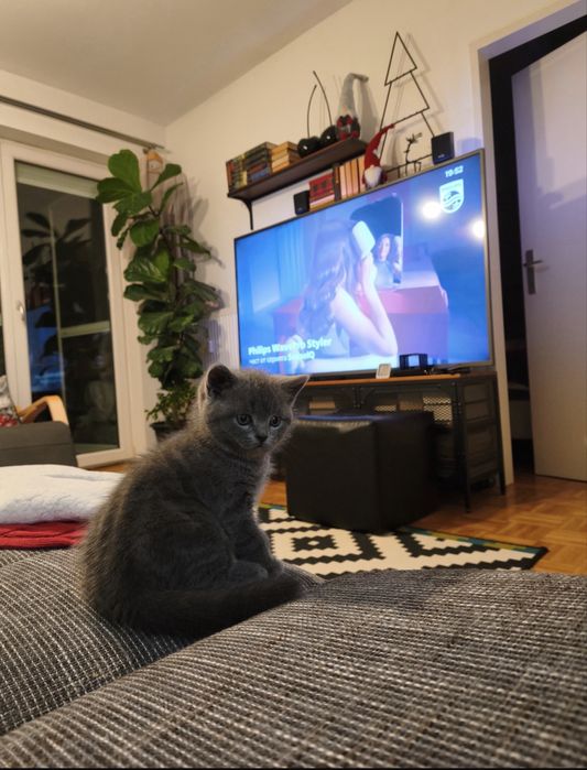 Британска късокосместа котка - мъжка