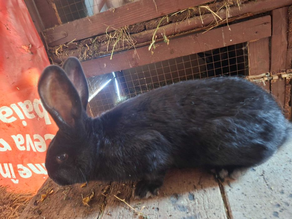 Mascul Janet de fluture german isi cauta o casuță noua