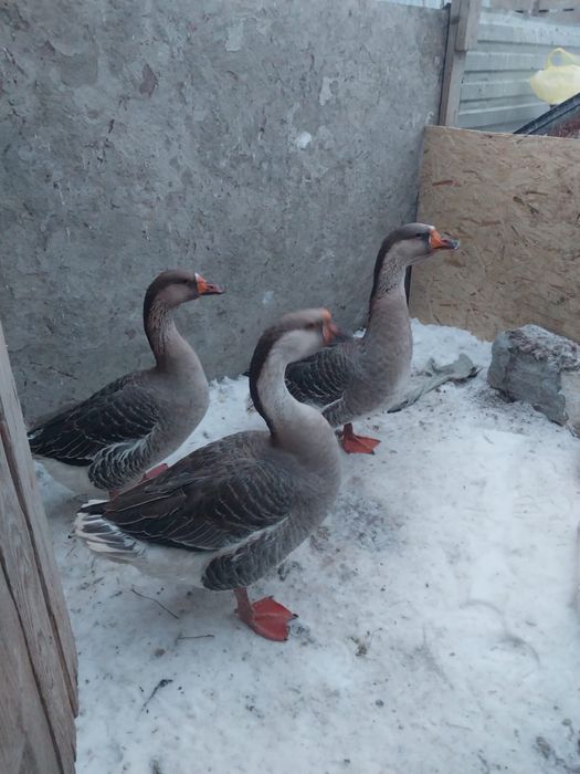 Қаздар 2 ұрғашы 1 еркек