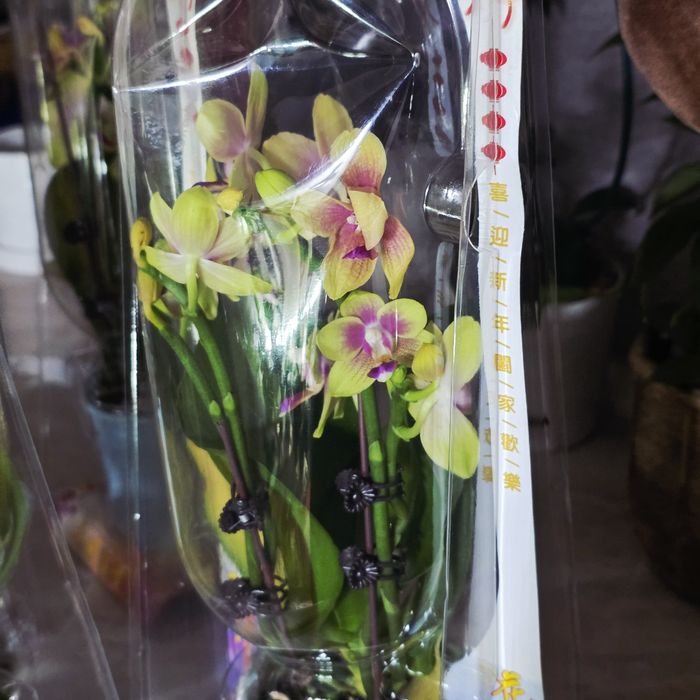 Орхидеи в праздничной упаковке