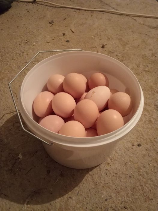 Жумыртка 200тенгеден шт