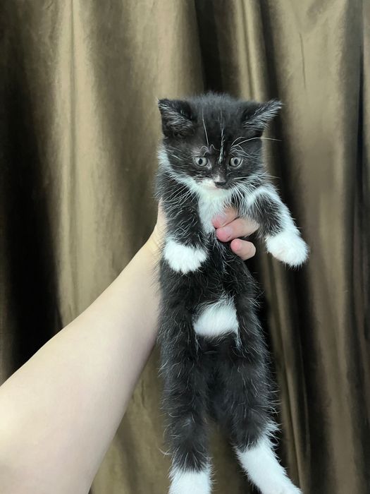 Котята полувислоухие