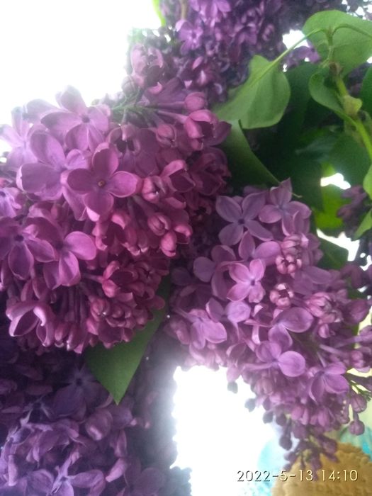 Продам королевскую сирень