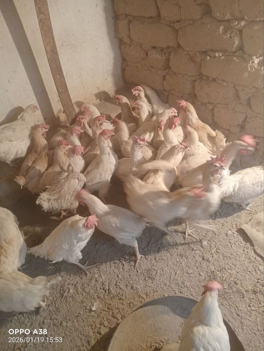 куры несушек продам