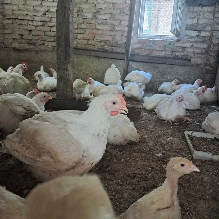Домашни пилета бройлери живи