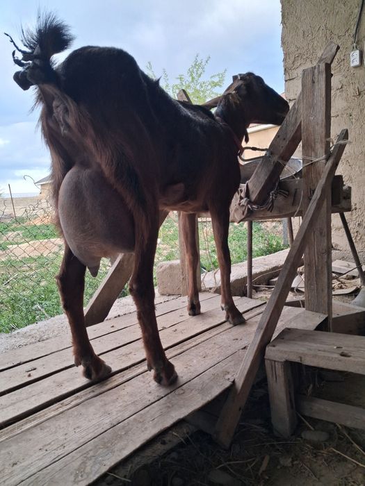 Ешкі сауынды Таразда 190мың