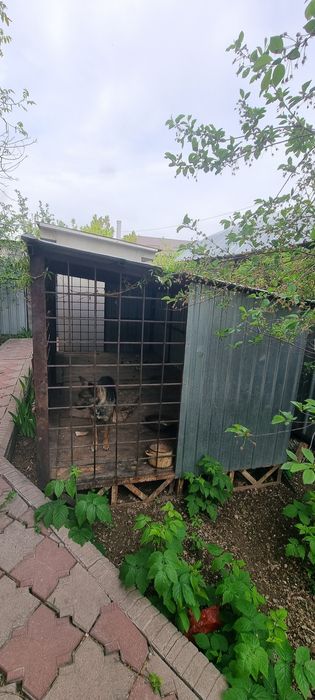 Клетка для собак