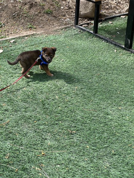 Щенок кобель  помесь