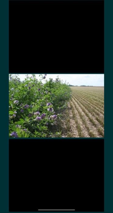 Семена Люцерна. Жонышка урык