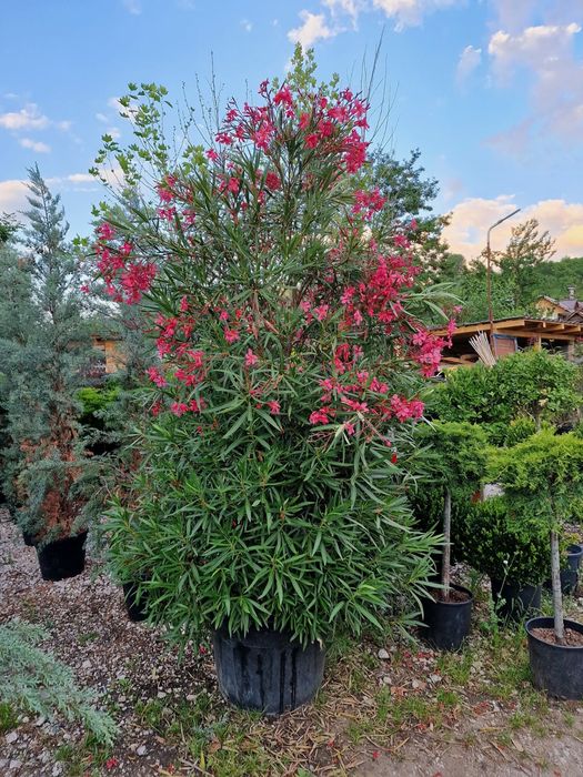 Plante cu flori (camelya japonya)