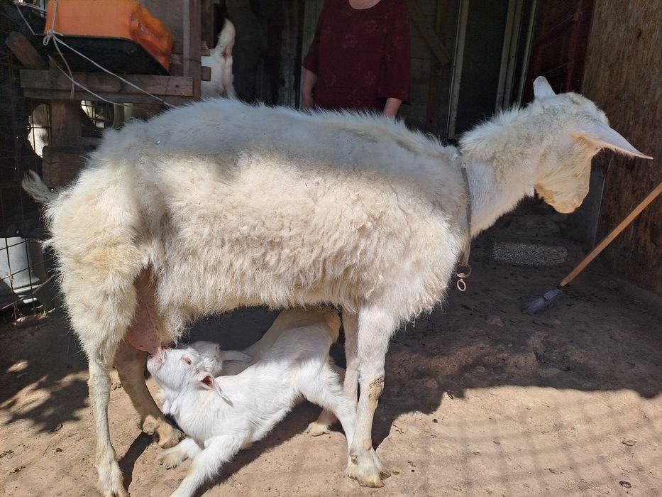 Коза с козлятами