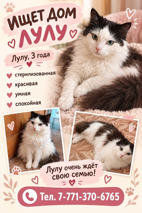 Ищет дом кошечка