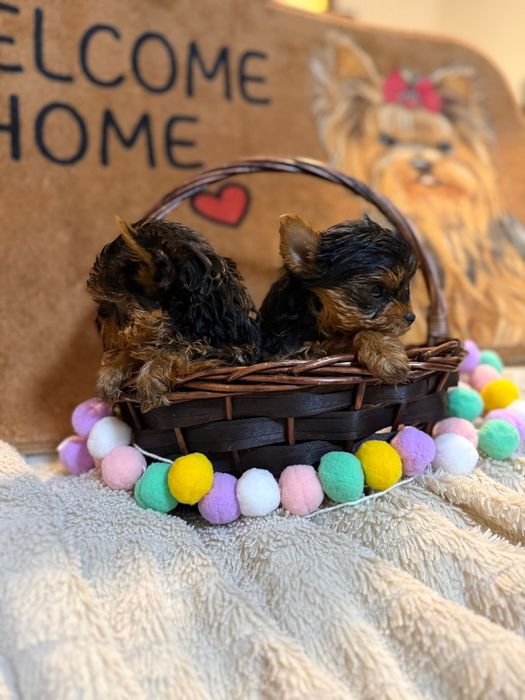 Йорки/Йоркширски териер