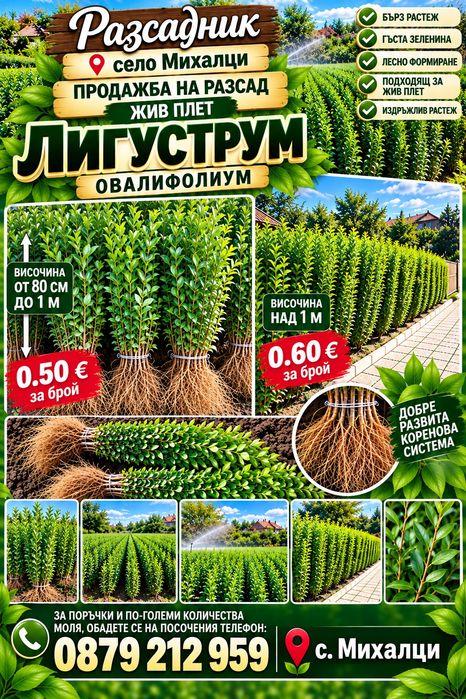 Лигуструм Овалифолиум